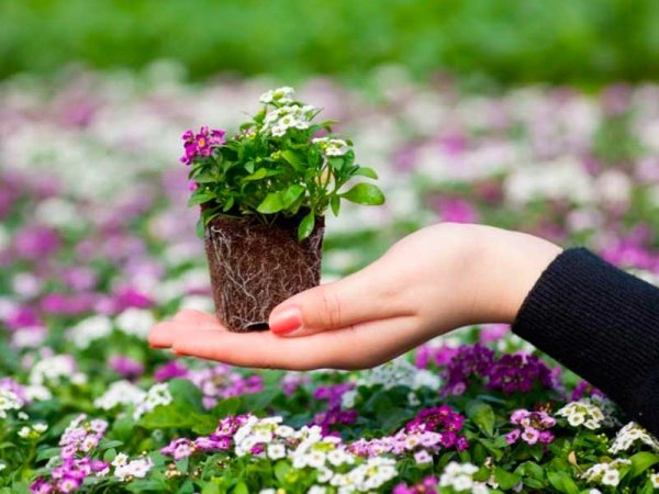 Цветы в саду