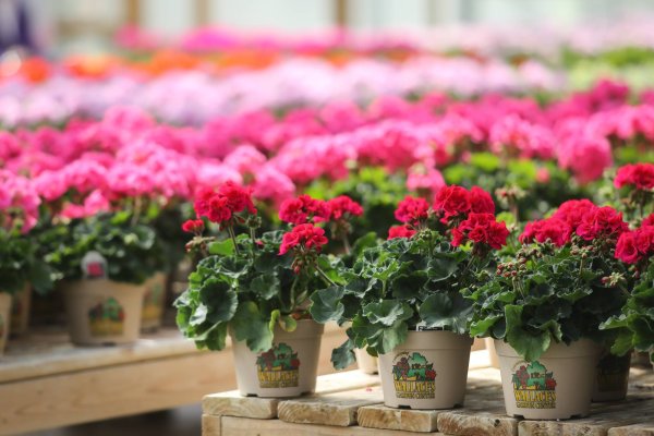 Что можно посадить в начале августа