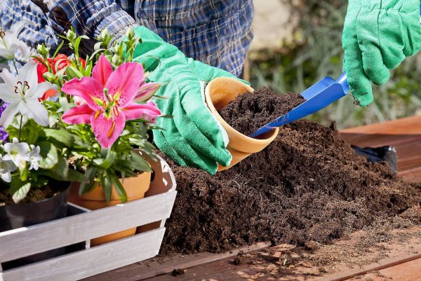 Посадка растений в детском саду