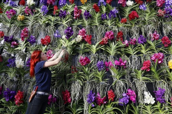 Цветы для высадки в городские клумбы