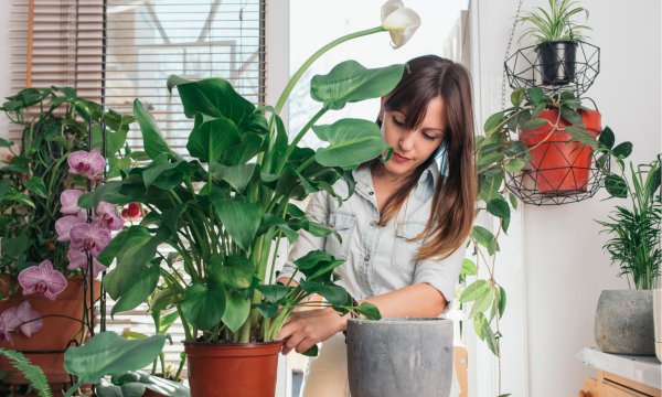 Тепличное хозяйство "оранжерея"