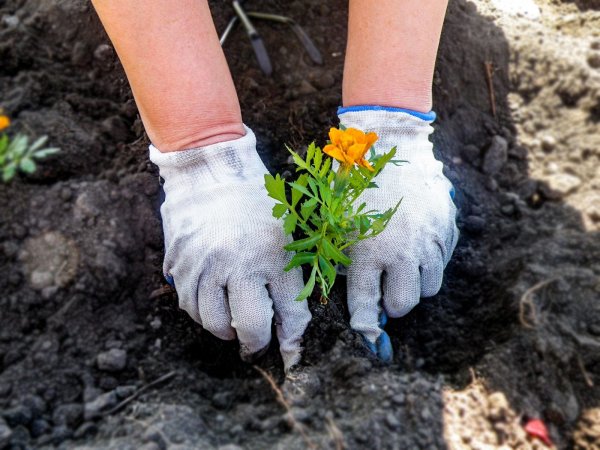 Комнатные цветы в горшках