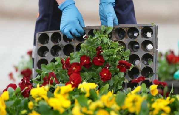 Огород для детей