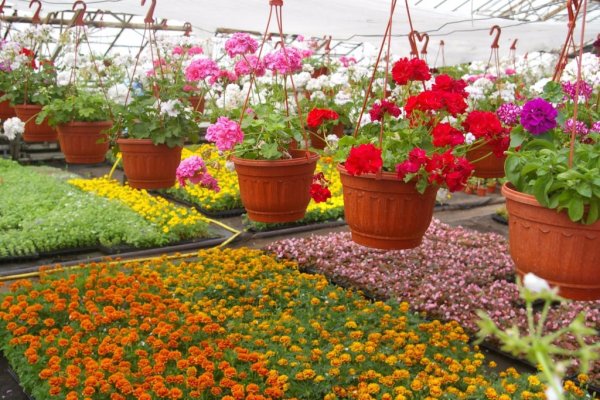 Цветы в горшках на подоконнике