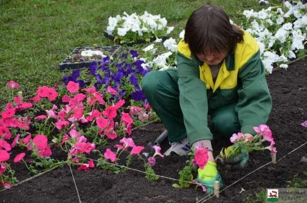 Луковичные клумбы ранюнкулусы анемоны нарциссы Крокус