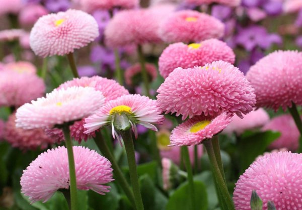 Маргаритка Bellis perennis