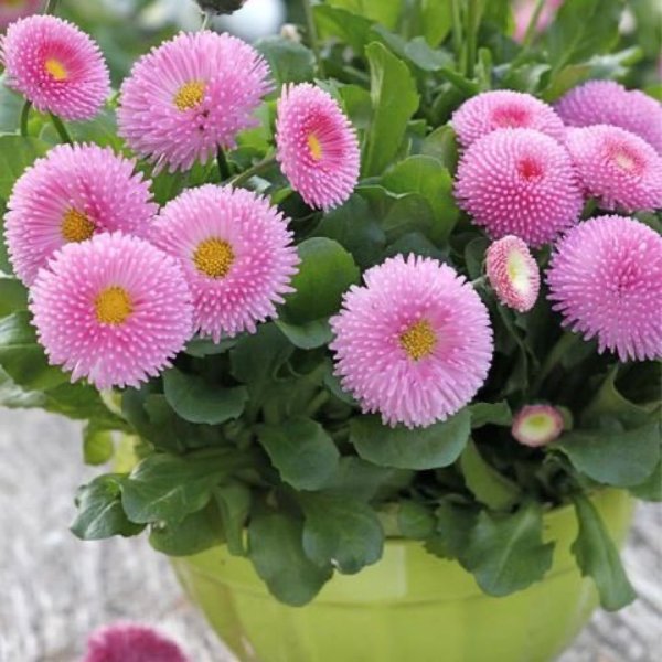 Маргаритка Tasso Pink