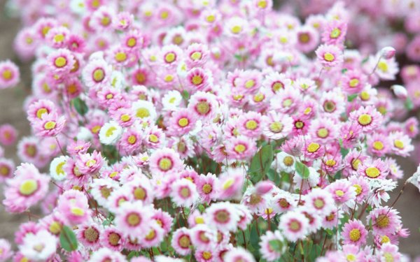 Маргаритка многолетняя Bellis perennis