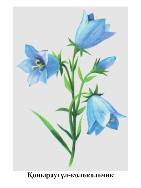 Колокольчик цветок на прозрачном фоне