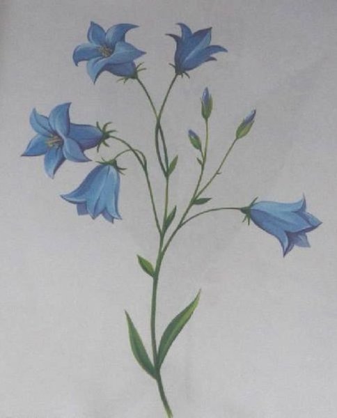 Колокольчик полевой