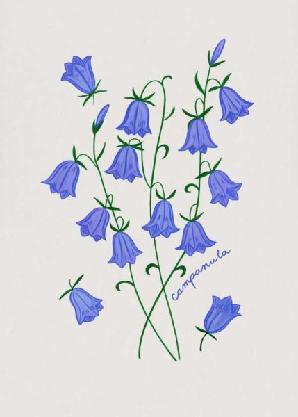 Колокольчик цветок рисунок