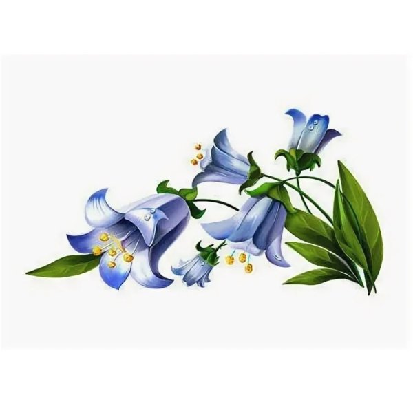 Красивые цветы карандашом для срисовки