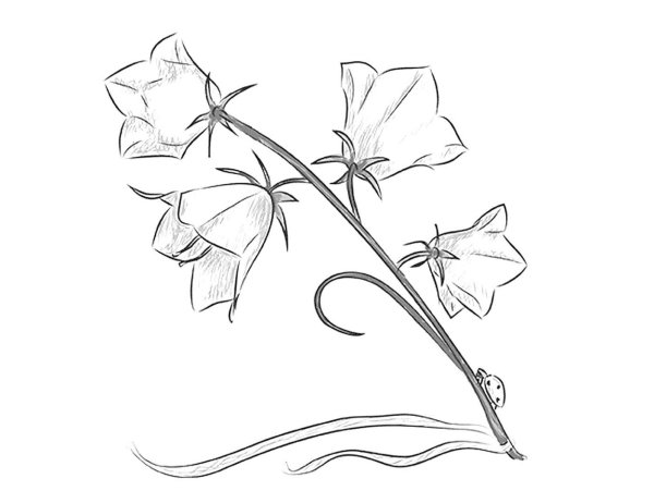 Колокольчик раскраска для детей