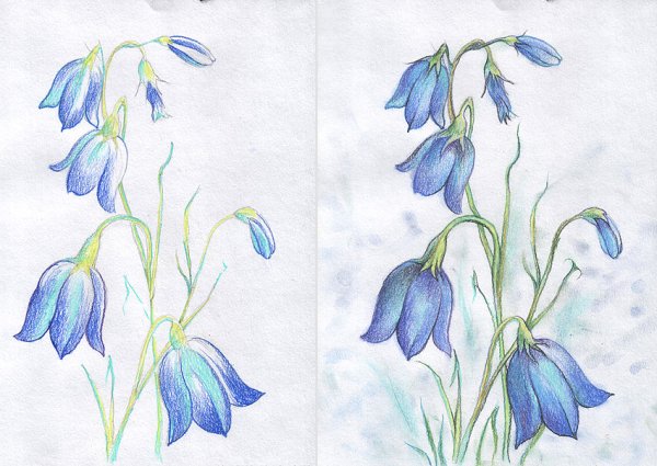 Синие цветы карандашом
