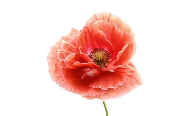 Цветы одиночные