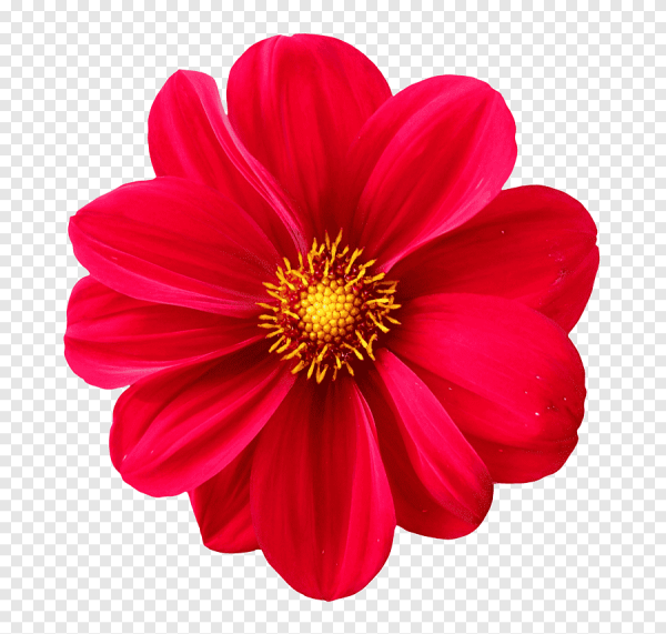 Цветы на прозрачном фоне