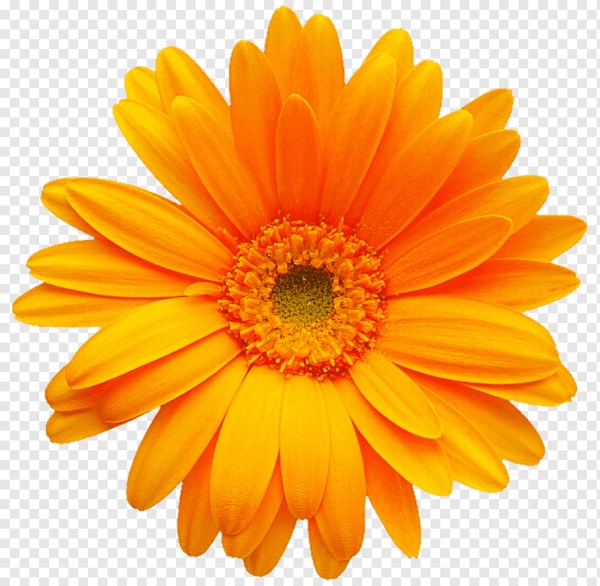 Гербера Дейзи