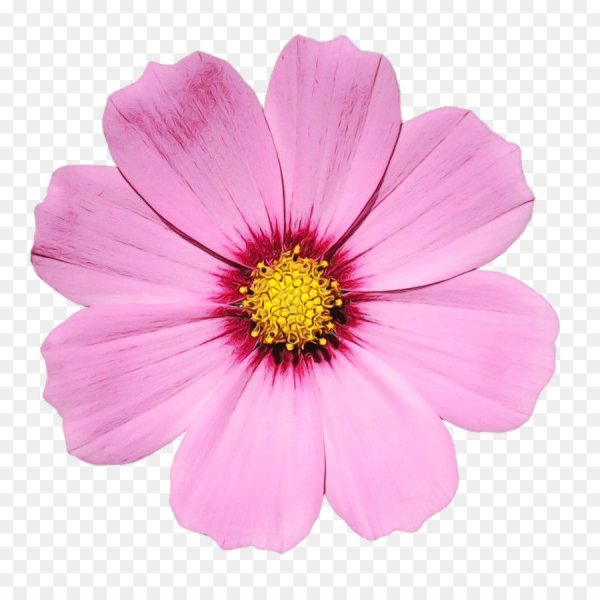 Цветочки на белом фоне