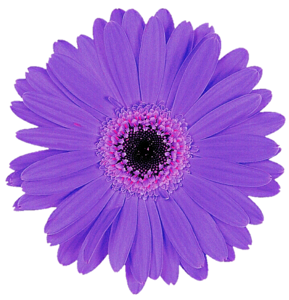 Гербера фулл Мун