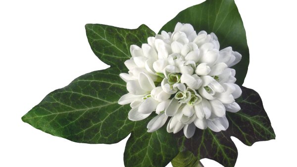 Растения на белом фоне