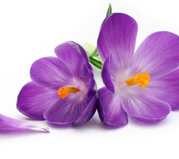 Цветочки на прозрачном фоне