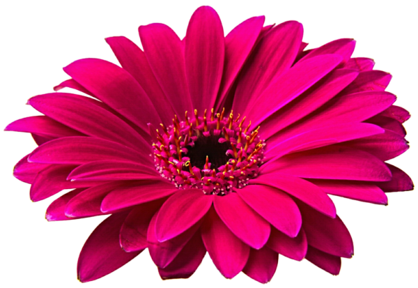 Роза Пинк Фловер