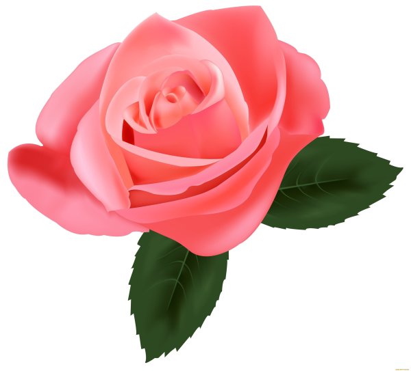 Цветы на прозрачном фоне