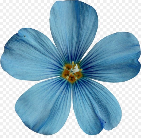 Разноцветные цветы на прозрачном фоне