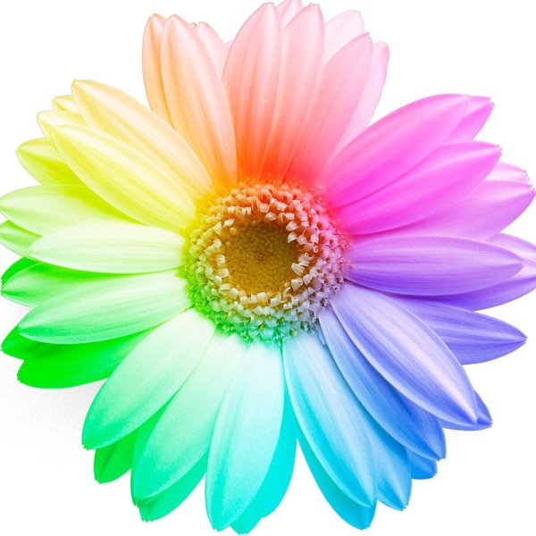 Анемона гибридная