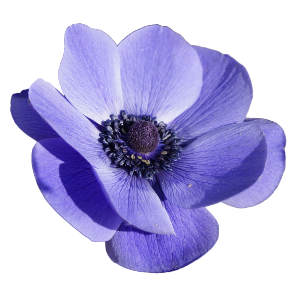 Цветочки на белом фоне