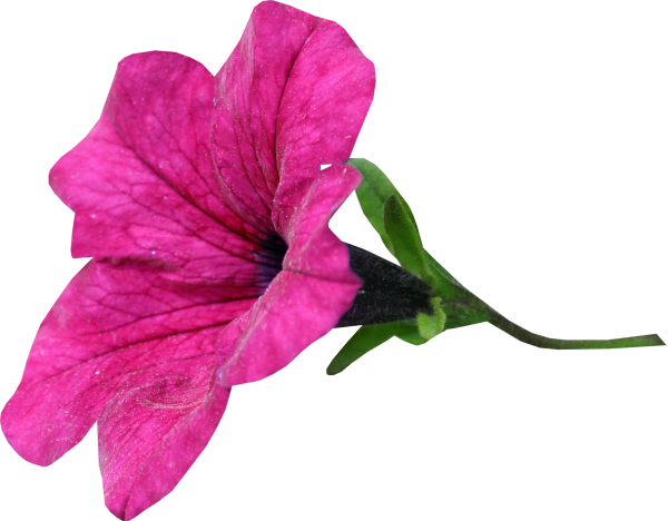 Фловерс Flowers цветы тюльпаны