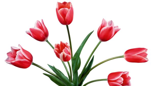 Лилия цветок