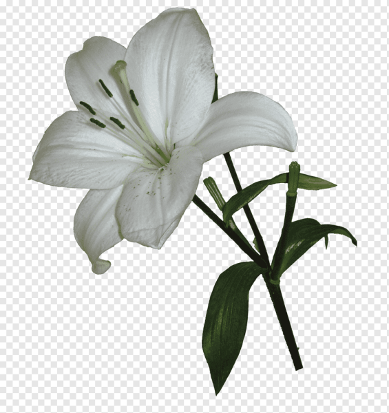 Цветы на белом фоне