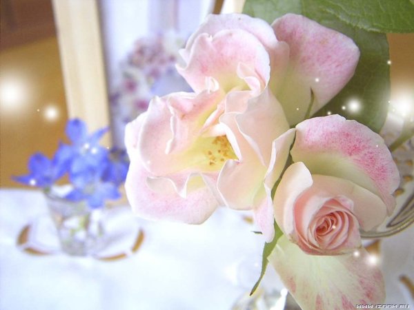 Цветы красивые нежные