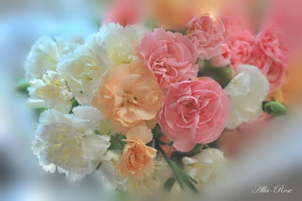 Цветы нежности