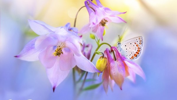 Нежные цветочки