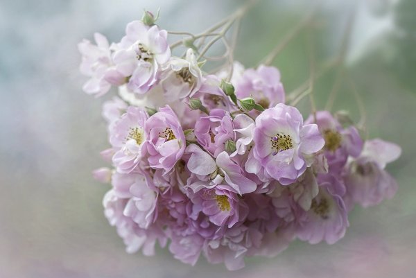 Нежные цвета