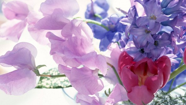 Нежные цветы фото