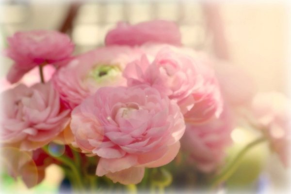 Розовые розы в вазе