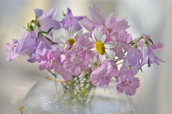 Цветы красивые нежные