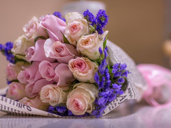 Роза нежно-розовая