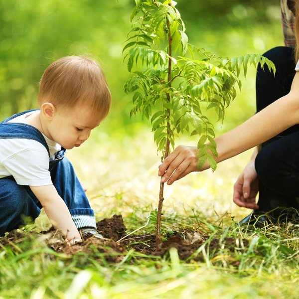 Посадка деревьев