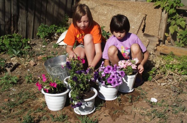 Дошкольники сажают цветы