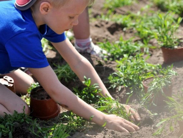 Дети сажают цветы