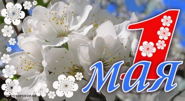 Цветущая яблоня 1 мая