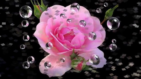 Красивые статусы с цветами