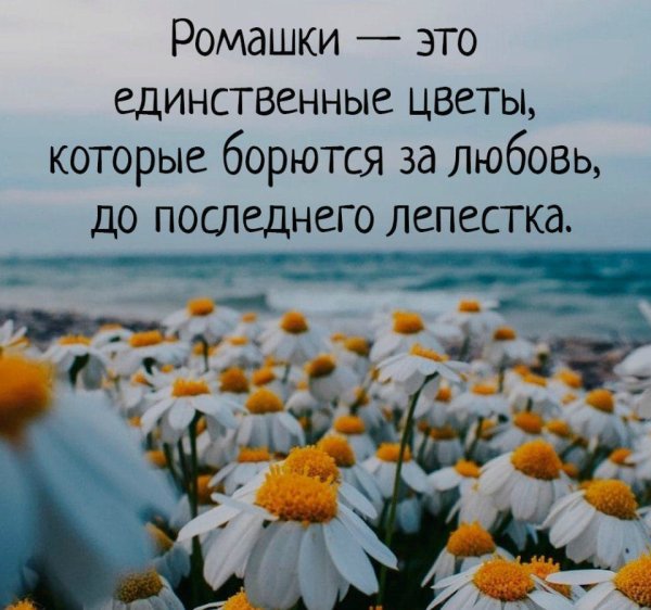 Высказывания про цветы