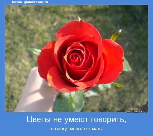 Красивые высказывания о цветах