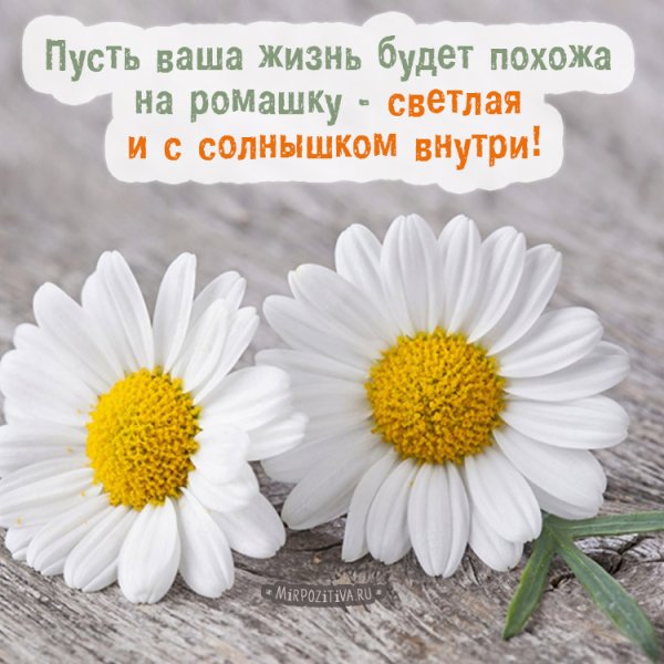 Добрые пожелания с ромашками