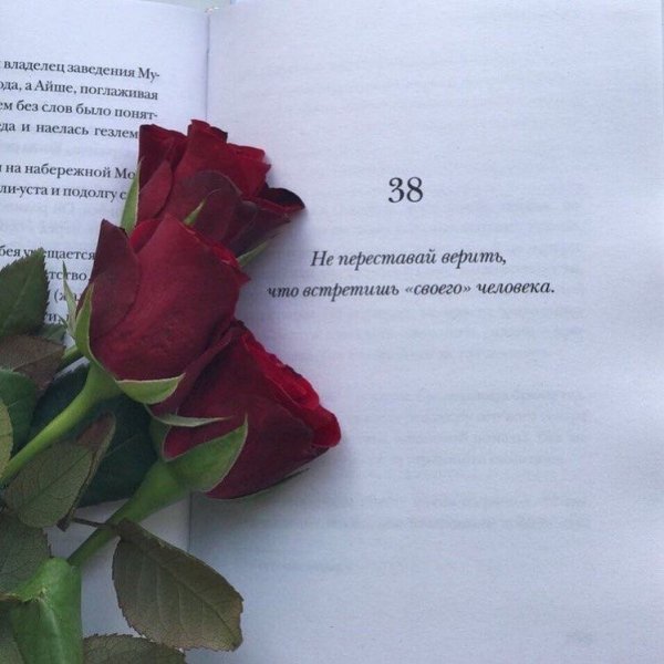 Красивые высказывания о розах